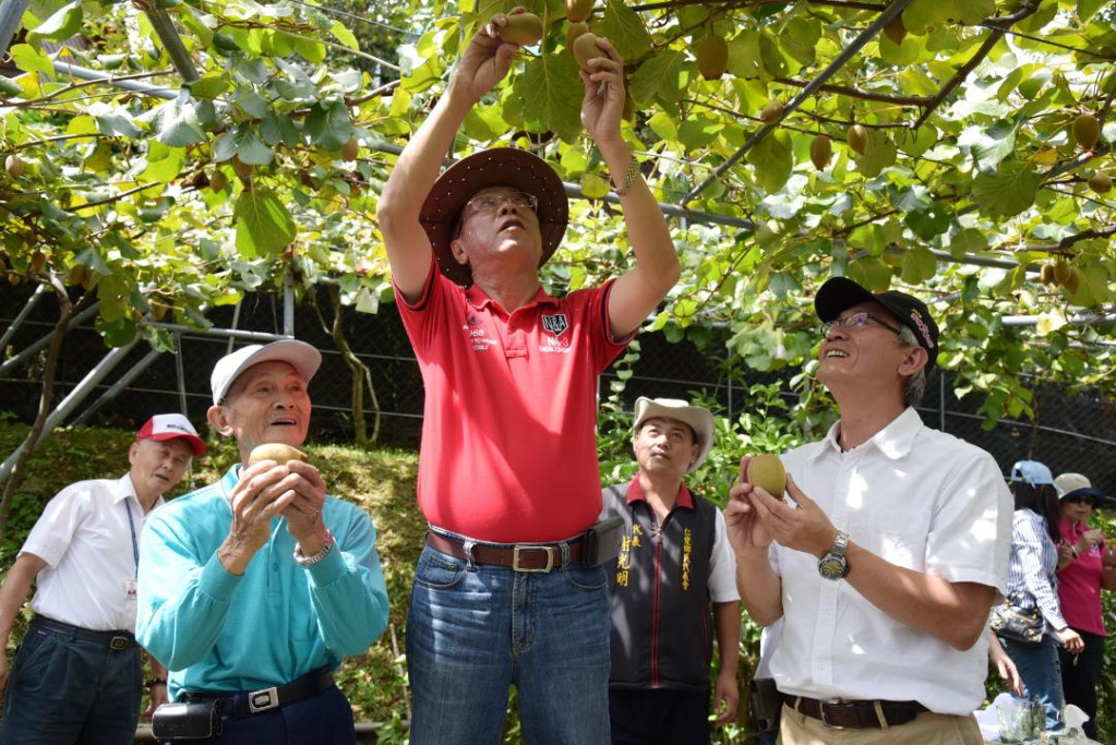 一般市面奇異果大多為進口，現南投清境地區也開始有高品質黃金奇異果生產，且採無毒有機栽培，假以時日，國內消費者大有口福了（南投縣政府）