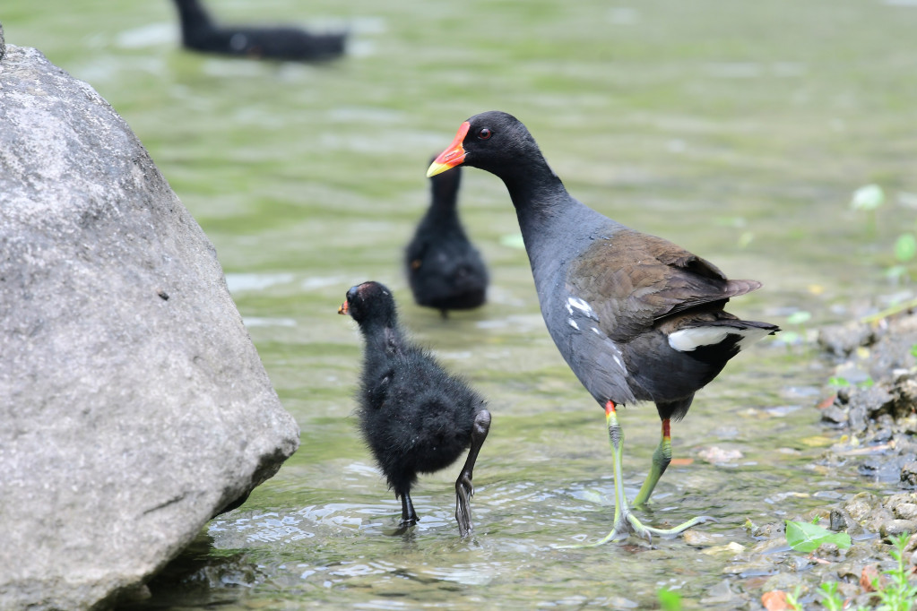 紅冠水雞是公園池塘邊或溪邊常見的鳥兒。圖／翁政鴻