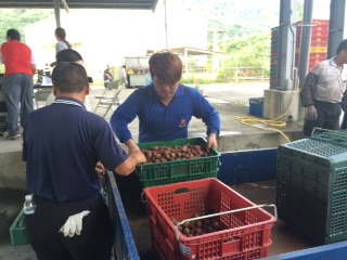 台灣國內農產需求量有限，因此所生產的農產品需要透過外銷市場來穩定供需和售價，也成為歷來農業施政的重點之一。圖／民報資料照