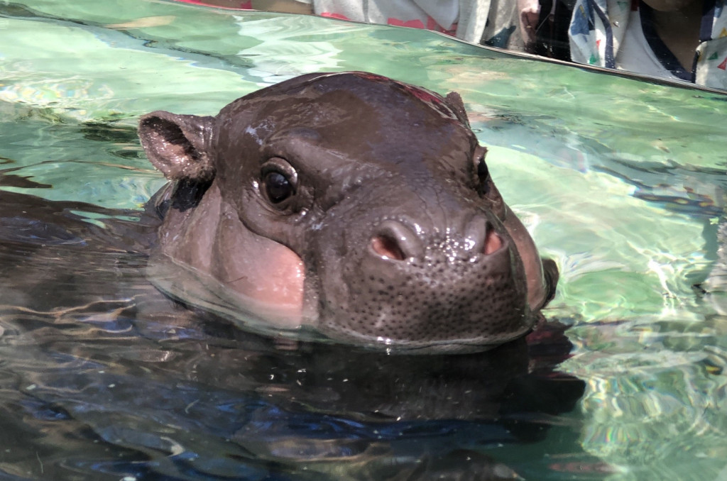 壽山動物園 新生侏儒河馬「圓寶」今為將滿四個月的「圓寶」舉行收涎派對並公開亮相。