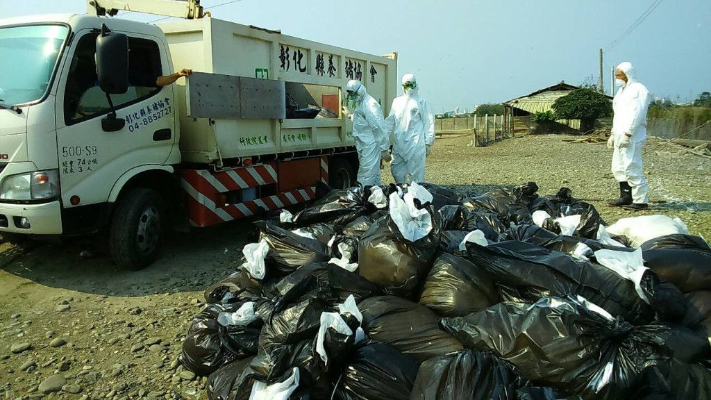 彰化縣被撲殺的887隻肉鴨，被裝入塑膠袋後，將進行銷毀。圖／彰化縣政府提供