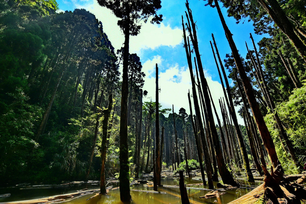 南投縣竹山「忘憂森林」風景優美，常年雲霧繚繞，恍如仙境。圖／南投縣政府