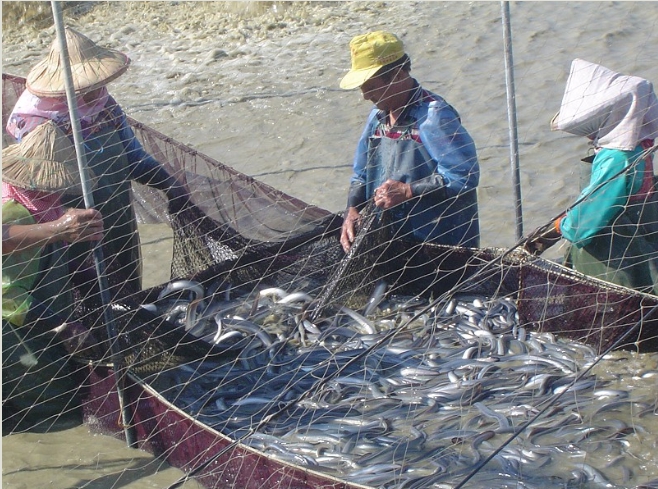 日本基於該國鰻魚產業發展利益及鰻苗資源養護，提出了有條件開放鰻苗出口措施。如何在不影響台灣養鰻業者的權益及資源保護原則下，做出回應，考驗蔡政府執政能力！ 示意圖／擷自嘉義南興國小網站