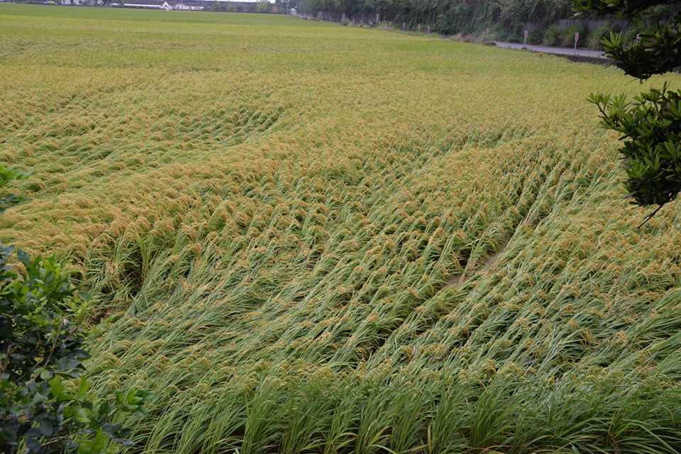 豪雨成災，農委會統計至今日下午為止，全台農損已經超過5千萬，其中以雲林縣佔近半，日前雲林縣長李進勇也特別貼出即將收成的一期稻作泡水、傾伏畫面（圖），盼政府多協助農民減少損失。（圖片來源：李進勇臉書）