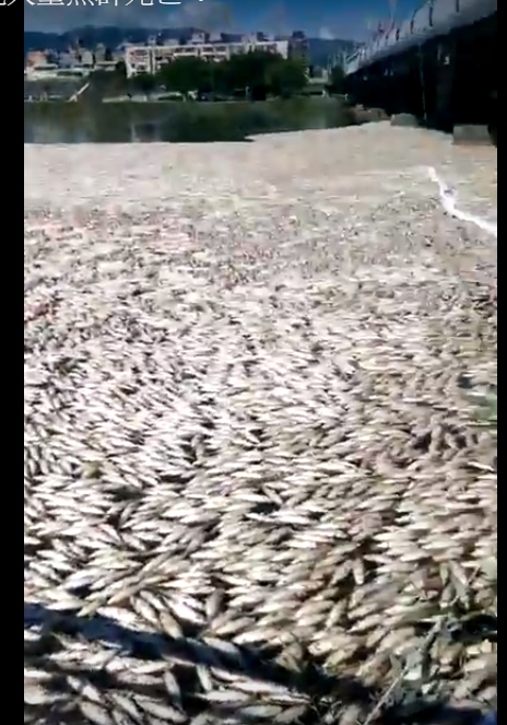 北市百齡橋下發現大量死亡魚群，環保局研判因持續高溫致水中溶氧不足。圖／取自讀者提供影片畫面