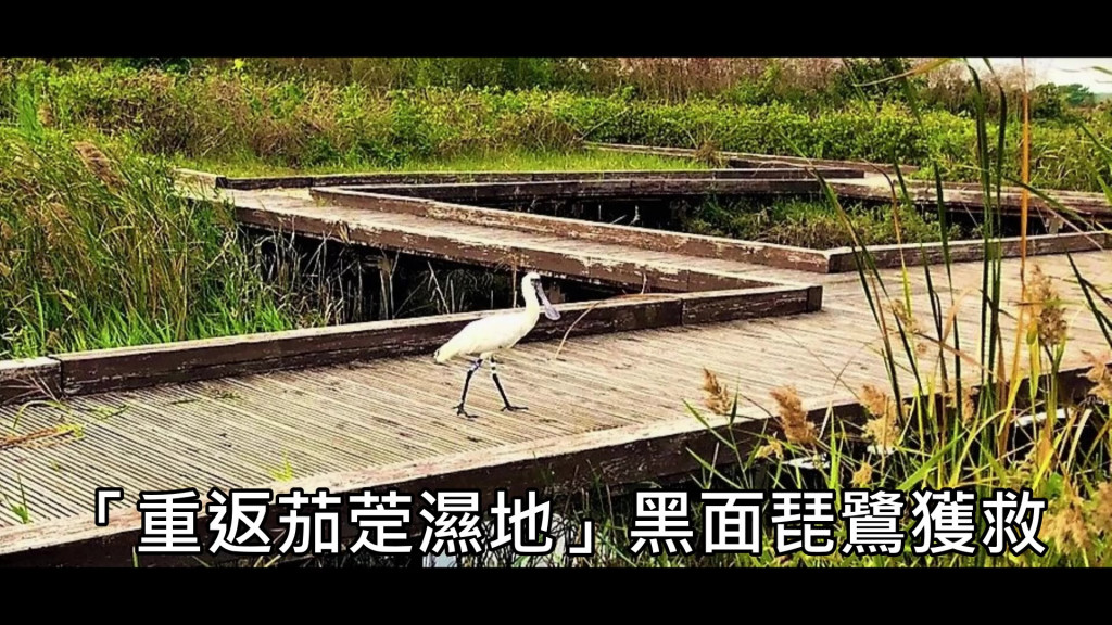 12月5日癱軟的黑面琵鷺已被治癒，並於12月23日由高雄市農業局及台南市野鳥學會共同在茄萣濕地原地野放。