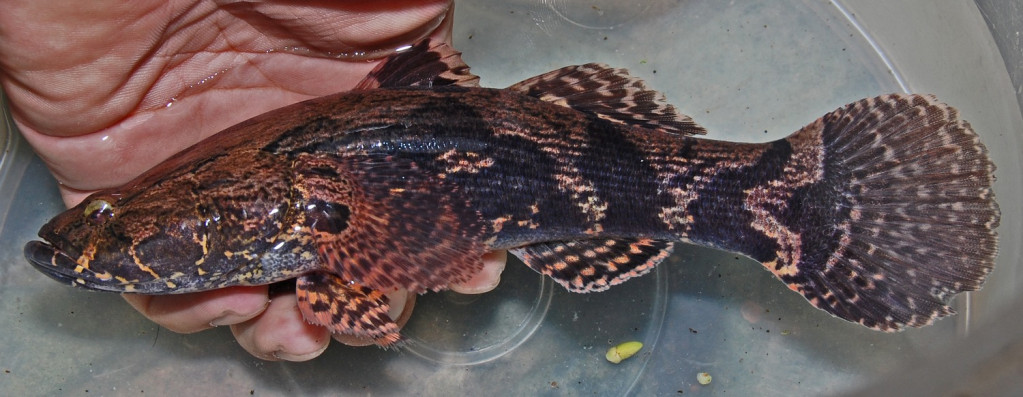 筍殼魚原產於東南亞，因形似筍殼，故而得名，其肉質鮮嫩、肉厚肥美，是極佳的熱帶淡水魚類。（圖／維基百科，由 W.A. Djatmiko (Wie146) -創用CC 姓名標示-相同方式分享 3.0）