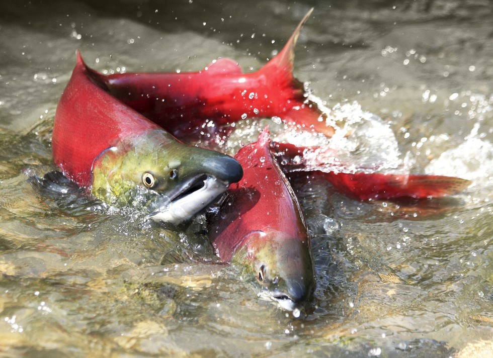 鮭魚（圖為紅鮭）在太平洋西北水域，已存活至少700萬年。圖片：Courtesy of Eco Watch/iStock