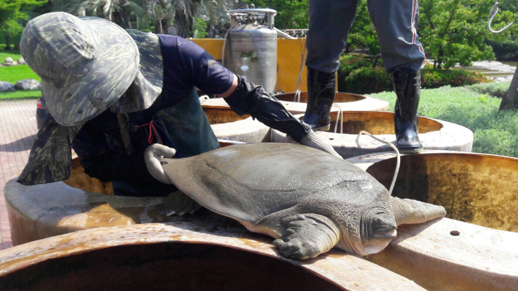 建設局說明，在豐樂公園水池發現的這隻鼋，長60公分、寬50公分、重達37公斤，吻部極短，與一般的鱉外型不同。（台中市政府）