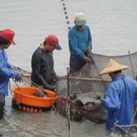 考量中國大陸在許多養殖產業，已由「消費者」轉為「競爭者」，且為免重蹈覆轍，政府部門應該換位思考，不要等養出來了再找市場，應改從消費端著手。圖/取自永安區漁會臉書