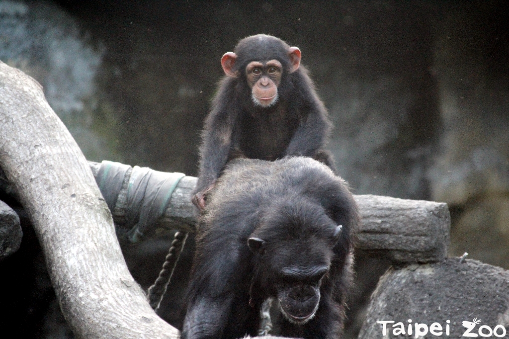 台北市立動物園一共有21隻黑猩猩。圖/取材自台北市立動物園