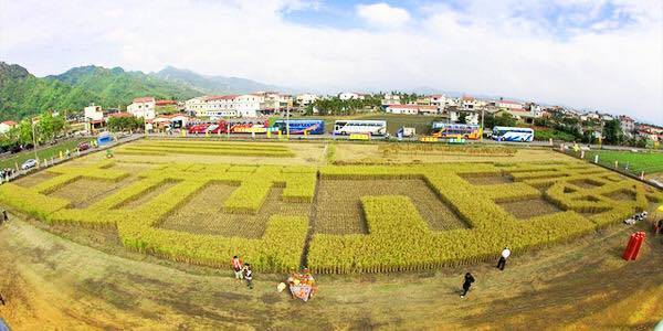 在台灣稻田中畫出「土地正義」四個大字的地景藝術，台灣農村陣線呼籲新政府落實土地正義。（取自台灣農村陣線臉書）