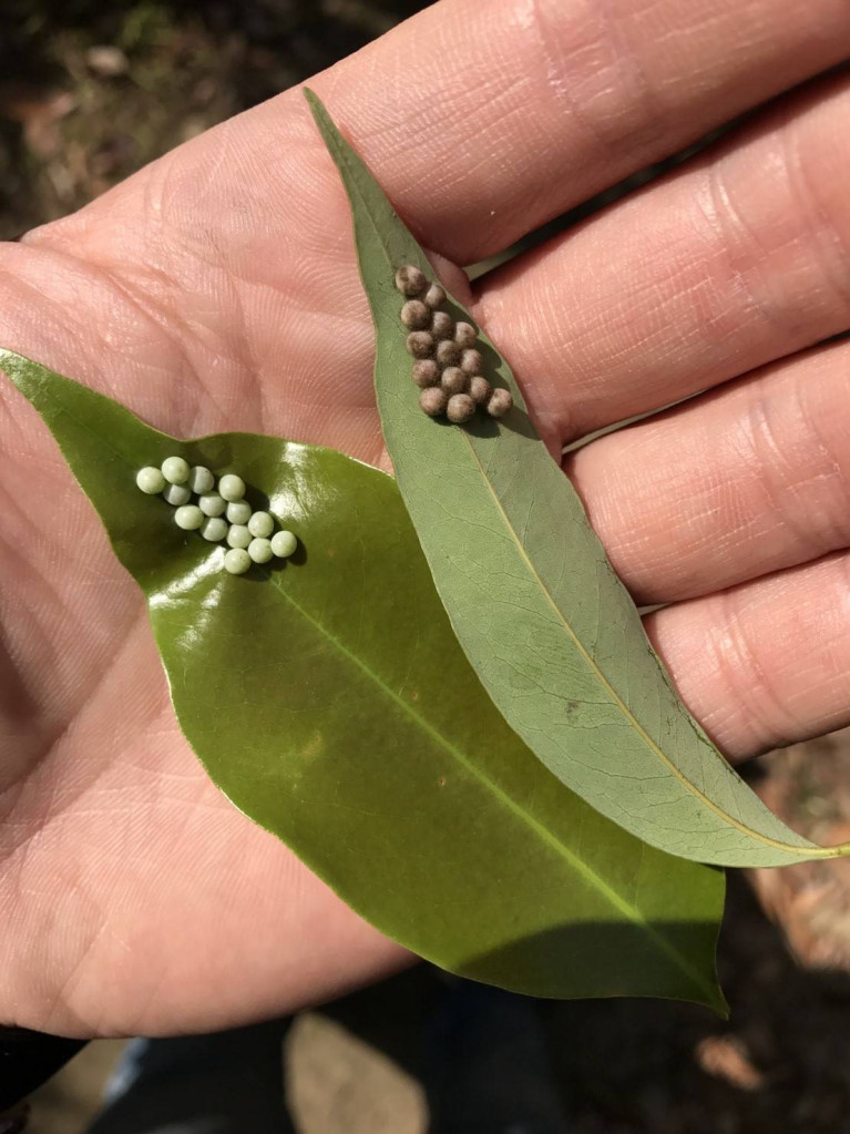 荔枝樁象危富荔枝龍眼，但開花季又不宜農藥防治，中市農業局改以摘卵葉片換天敵平腹小蜂，雙管齊下，有效防治。（台中市政府）