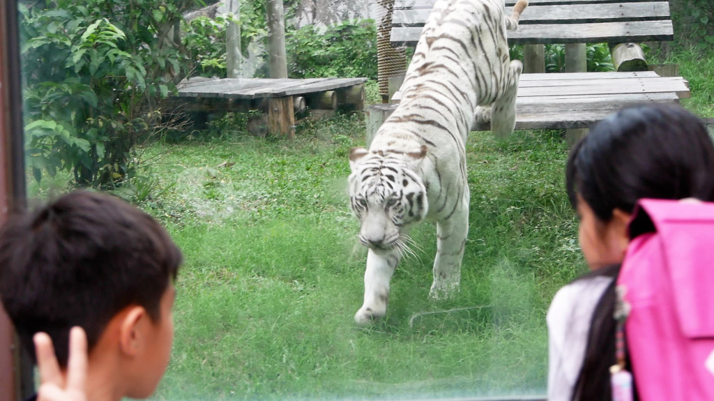 高雄壽山動物園將於4月3日至8日推出12歲以下兒童免費入園優惠，高市觀光局歡迎全台各地小朋友來高雄歡渡兒童節。(圖/陳俊廷)