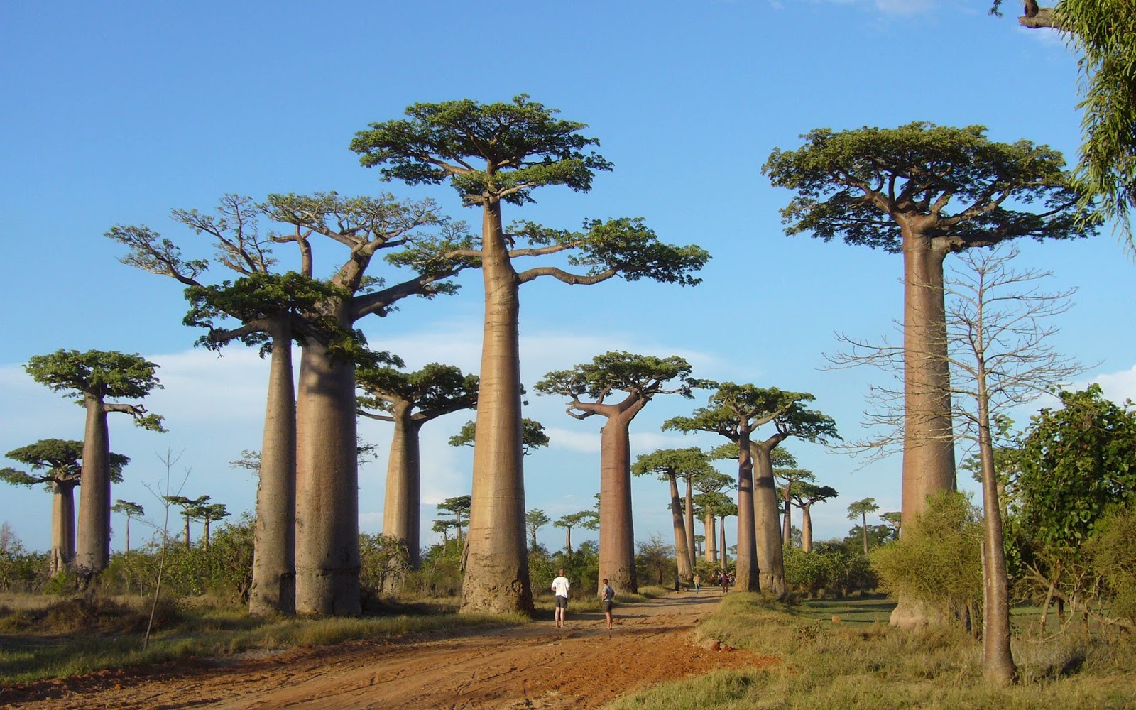 馬達加斯加(Madagascar)的猢猻樹屬(Baobabs)。（網路資料）