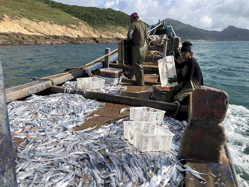 圖為大批白帶魚洄游過境馬祖。圖／北竿漁民提供