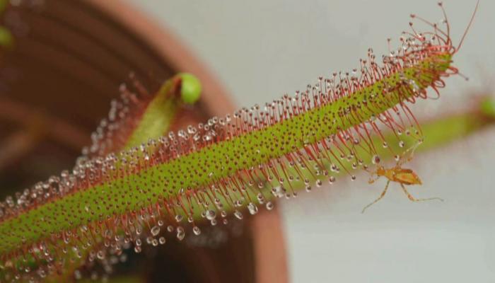 為了在貧瘠環境獲得更多養分，食蟲植物透過演化，發展出各種巧妙構造。圖／公視《我們的島》