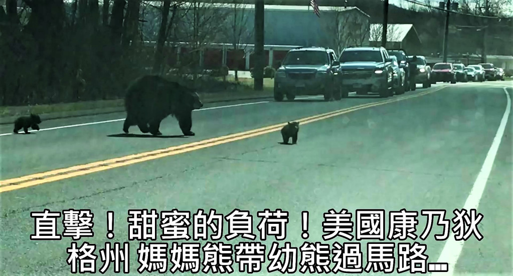 美國康乃狄格州一條繁忙的道路，一隻熊媽媽帶四隻小熊們過馬路的直擊視頻在網上爆紅！也吸引眾多國家外媒相繼報導。(圖/翻攝網路)