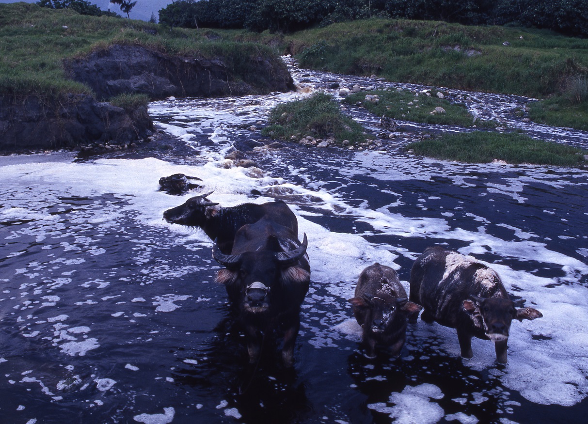 紀錄片導演柯金源作品《黑》，將遠播到美國，4月16日與18日南加大及巴沙迪那的亞洲太平洋博物館(Pacific Asia Museum)映演。（台北電影節提供／民報資料照片）