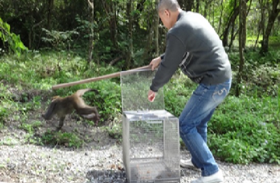 知本溫泉區，台灣獼猴出現在民宅、民宿內，縣府工作人員進行誘捕。圖／縣府提供