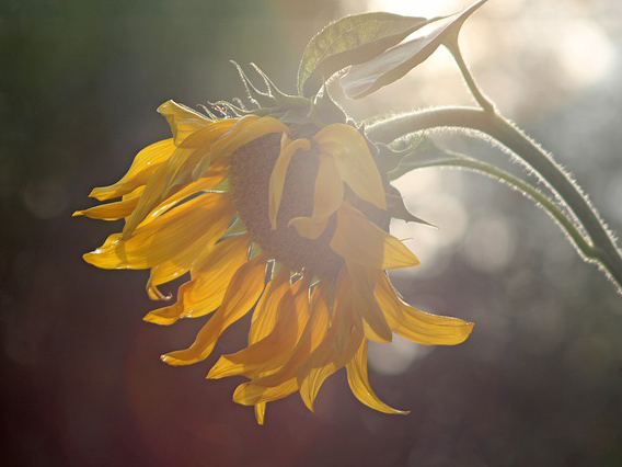 在臺灣學運前輩告別人間，臺灣的中學生，正集結在教育部反對高中課程大綱的調整。(CC0 Public Domain)