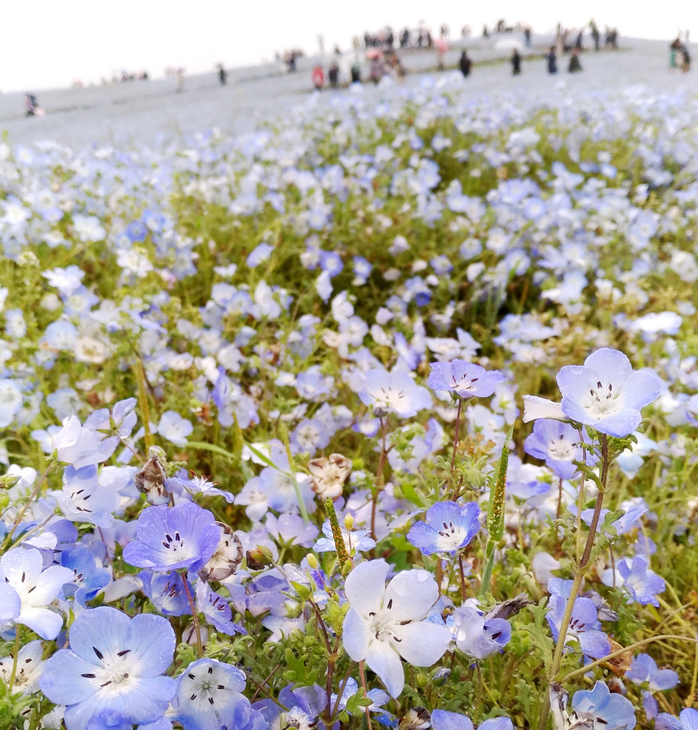 位於茨城縣的「拼死也要去的世界絕景」常陸海濱公園粉蝶花海。圖／陳慧真