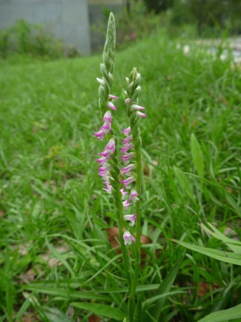 正值綬草開花季節,4月29日關渡自然公園竟然發現「盜草人」,盜採自然公園的草木小心觸犯刑法。(關渡自然公園圖片提供)