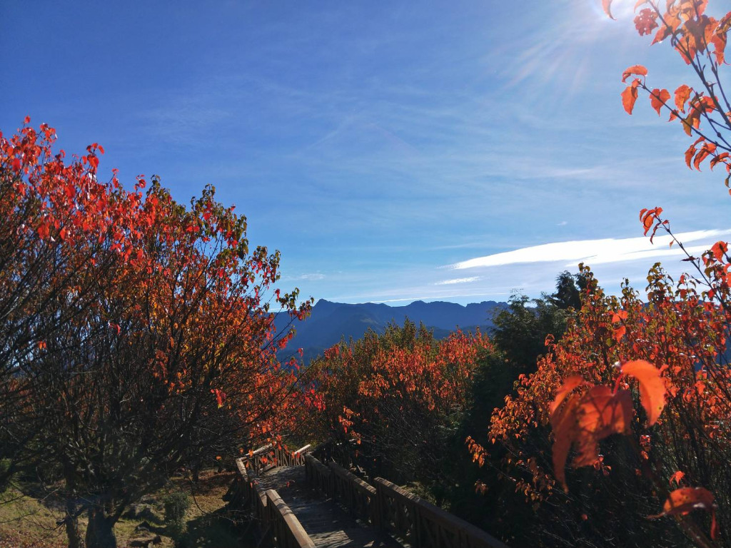 小笠原山步道前景。圖／林務局提供