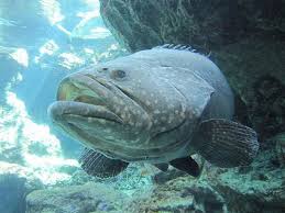 一般幾年魚齡的石斑都是母魚，要到一定年齡以後才會變公魚。而一般印象中的石斑魚頂多數公斤，筆者在水試所參訪看過數十公斤的，據説海洋中的「老石斑」可達數百公斤，好不嚇人。（摘自網路）
