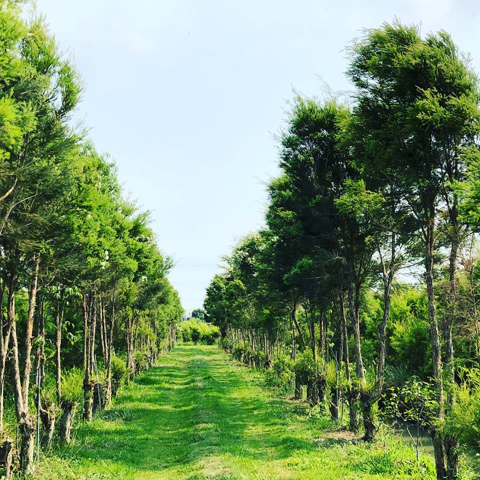 炎熱的暑假哪裡去？嘉義縣大林小鎮有全台最大的澳洲茶樹莊園，種植面積高達2.3公頃，綠油油一片，一整片茶樹美極了，是拍照取景的美地。(圖/艾森農場FB)