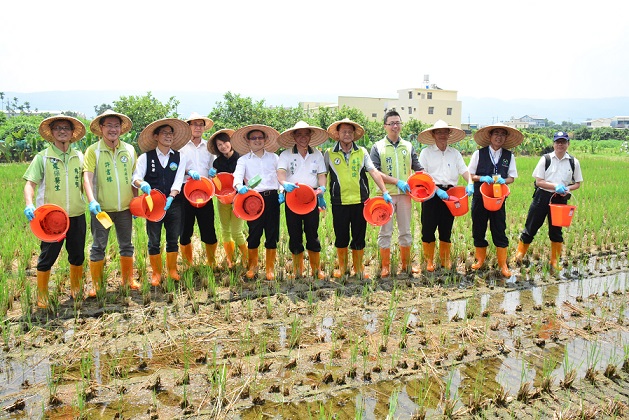 彰化縣水稻栽培面積4萬8千公頃，全台最大，收割後稻草處理也最頭痛，縣府在環保署補助下，推行「稻草再利用」，即撒用稻草腐化菌，讓稻草腐化成為肥料，增加地力，也可避免燃燒製造空汙，妨害健康和安全。去年推動2千多公頃，今年計畫突進為1萬公頃。（彰化縣政府提供）