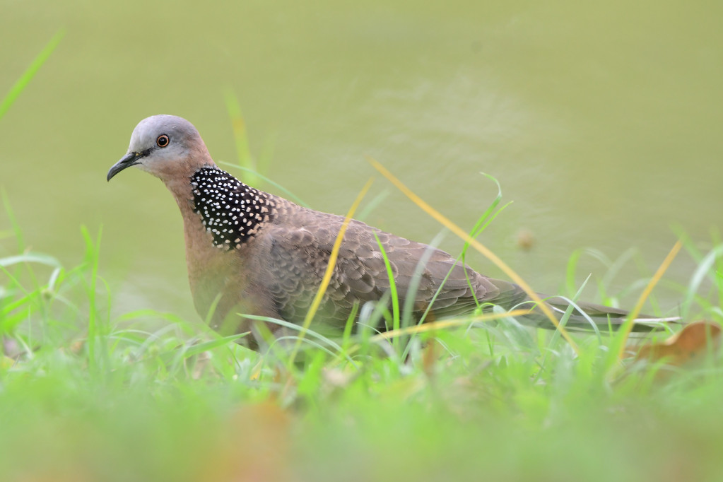 珠頸斑鳩是公園裡常見的鳩鴿科鳥類，最容易辨識的地方就是頸部戴著漂亮的珍珠。圖／翁政鴻