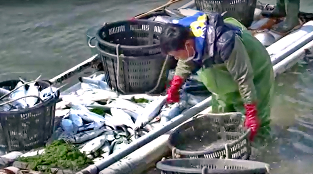 雲林沿海鄉鎮(麥寮、臺西、四湖及口湖)文蛤池混養的虱目魚遭大量凍死，目前初估面積約3000公頃。(記者陳俊廷翻攝)