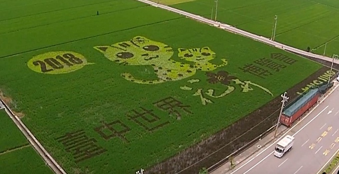 政府機關用「彩繪稻田」來宣傳活動，在台灣似是頭一遭。中市府用彩繪稻田，塑造2018世界花博石虎可愛造型和市花山櫻花，推介成功。（中市新聞局提供）