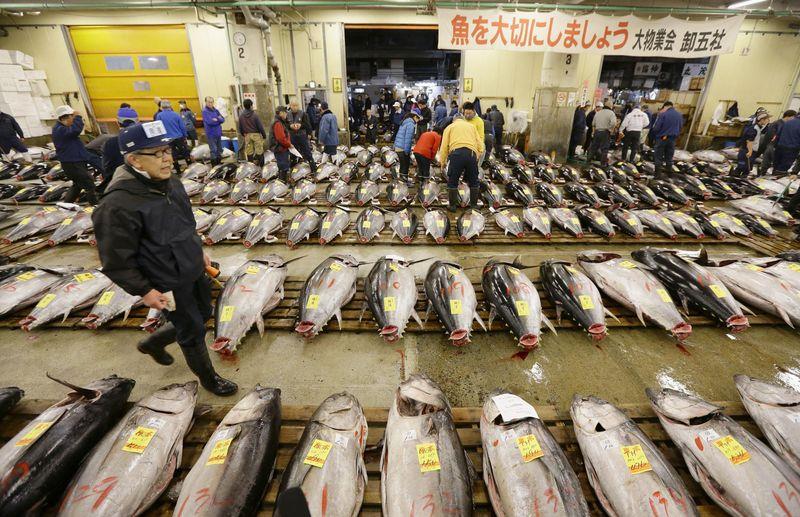 日本最大魚市場築地市場原訂今年11月搬遷至豐洲市場，但因新市場土壤污染疑慮，東京都知事小池百合子初步決定延後搬遷日期。（日本共同社提供，中央社）