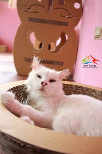 動物之家的五星級貓屋，是不是很溫馨可愛呢？（動保處提供）