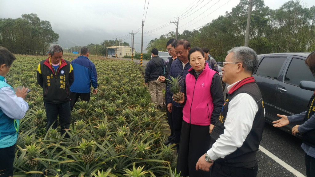 農糧署東區分署副分署長陳吉村今天勘查受損的鳳梨花作物。圖／王志偉翻攝