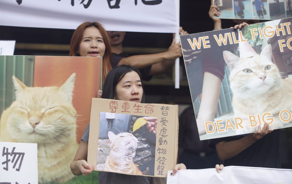 虐貓案嫌犯陳皓揚在法警層層保護下出庭，激動的動保團體人士對他高喊：「垃圾！滾出台灣」。圖／張良一