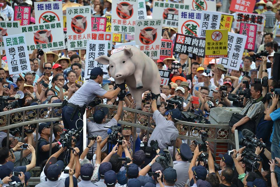國民黨立委準備好大型道具豬，由場外民眾接力送進議場，放在發言台上。（郭文宏、何豪毅 攝）