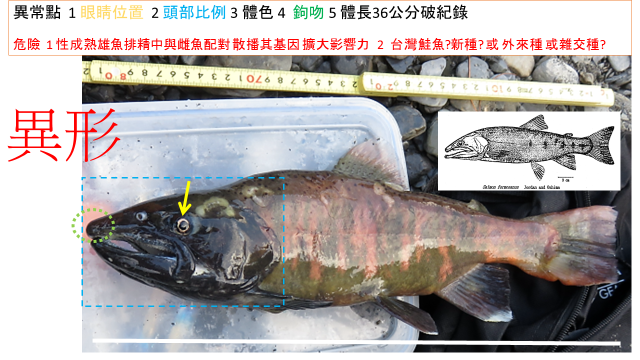 在七家灣溪櫻花鉤吻鮭棲地發現的異形魚，頭部漆黑比例超大，與正常的櫻花鉤吻鮭(右上)顯然不同。圖／郭金泉提供