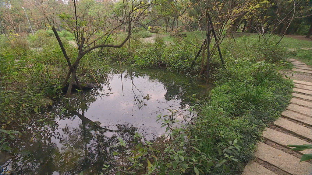 大安森林公園之友基金會提出大灣草圳、帶狀濕地構想，希望野生動物停駐，喚醒人對水的關注。