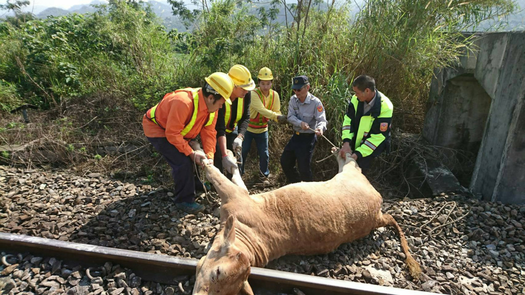 從台東開往花蓮區間車4621車次，在山里至鹿野路段撞上誤闖鐵軌的牛群，台鐵人員與警方忙著抬離牛屍，清空軌道損。圖／台鐵提供