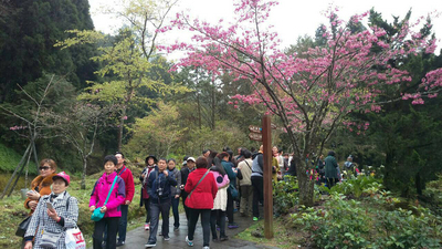 阿里山是中國觀光客熱門景點,但交通部長陳建宇今日證實,申請20日後赴台中國團客的確有減少,熱門景點人擠人狀況可能也會趨緩。(嘉義林管處提供,中央社資料照