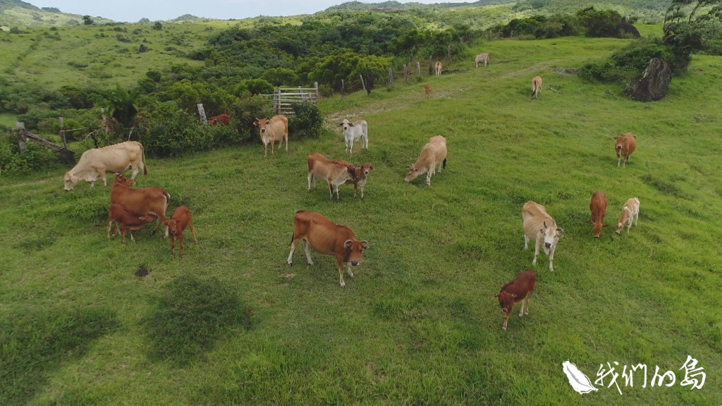 位在國境之南的墾丁牧場，是保存台灣黃牛珍貴種原的基地。圖／公視《我們的島》