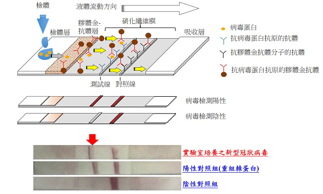 國衛院與國防醫學院今天發布武漢肺炎快篩試劑雛形，最快15分鐘可以得到結果。圖/國衛院提供