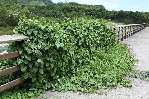 外來種有「植物殺手」之稱的小花蔓澤蘭等籐類，是綠化殺手，台積電員工熱心當志工除蔓，林佳龍和市府首長也共襄盛舉，提倡「志工首都」。（摘自網路）