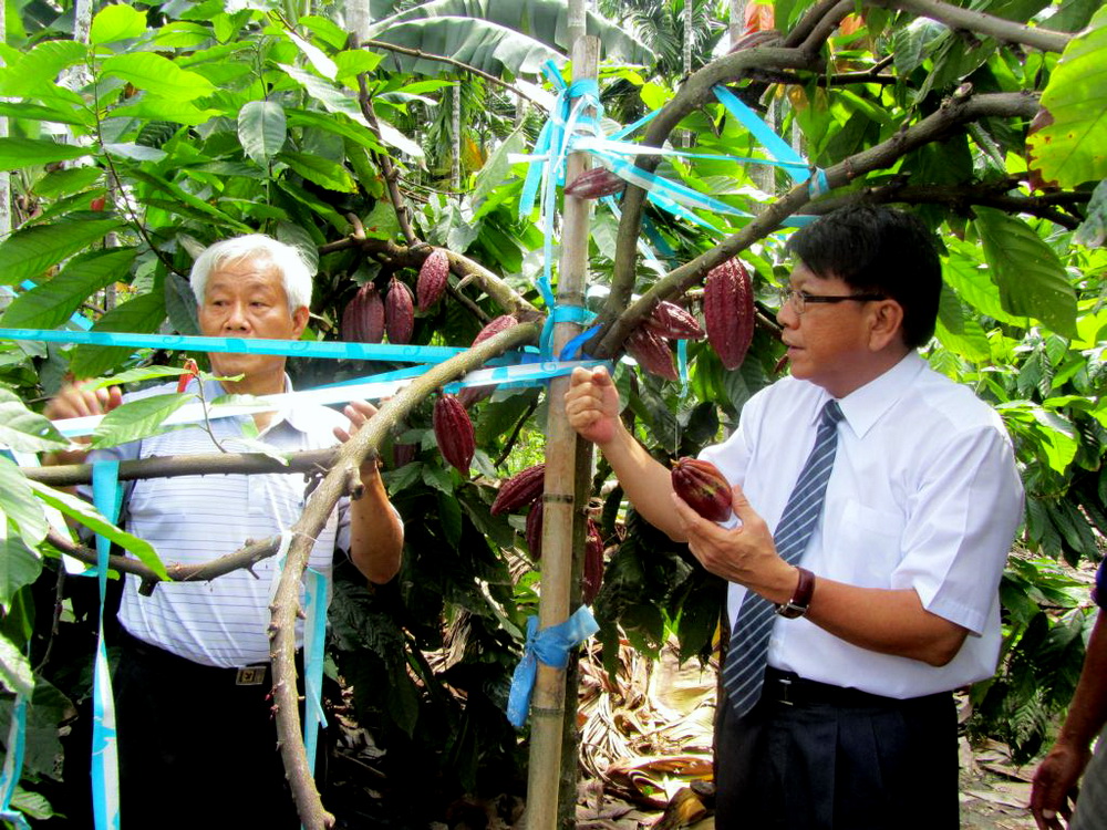 潘孟安參訪內埔農友陳瑞光在檳榔園下種植的有機可可樹（照片/屏東縣府提供）