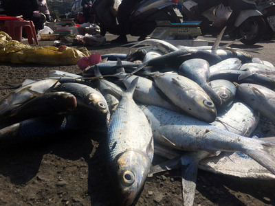 霸王寒流侵襲，雲林縣政府25日表示，至今以文蛤池混養虱目魚受損居多。有漁民將凍傷或凍斃的虱目魚，以每台斤50元左右賣多少算多少，盼縮減損失。（中央社）