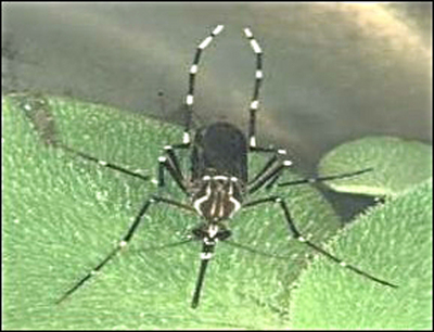 為了對抗登革熱與屈公病疫情，數百萬隻經過基因改造的蚊子，可能在佛羅里達州釋放。(圖為登革熱斑蚊，高雄市政府提供)