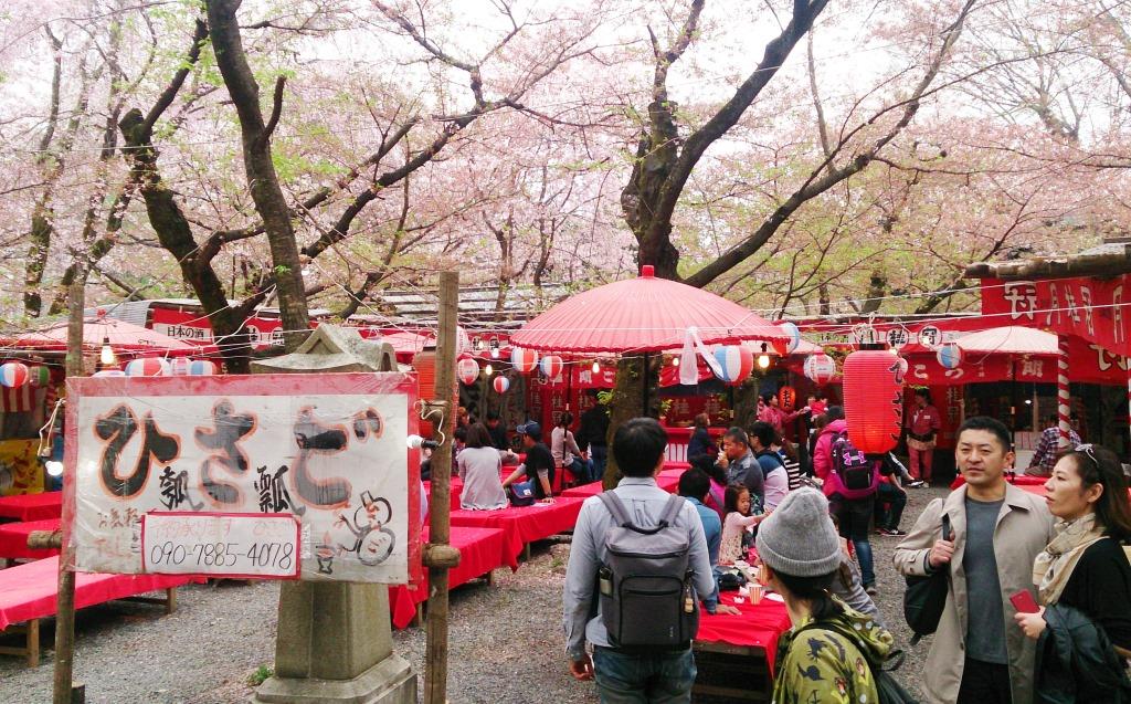 每年適逢花期時都有大量遊客湧入日本追櫻。然而,賞花這項活動有可能變得再也做不到了?(示意圖為資料照,非新聞照片。陳慧真/攝)